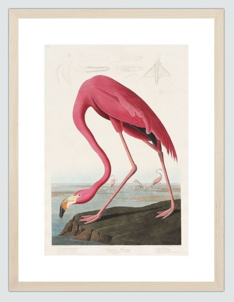 Flamingo Art Print, James Audubon, Birds Of America, Flamingo Art, Art Tropical, John James Audubon, Flamingo Print, Tropical Art, Posters Wall