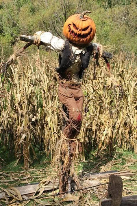 Scary Scarecrow, Halloween Decorations Ideas, Dekorasi Halloween, Halloween Outside, Halloween Scarecrow, Scary Halloween Decorations, Halloween Yard, Halloween Inspiration, Halloween Props