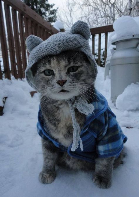 Canadian Cat, Winter Cat, Image Chat, Cute Cats Photos, Dog Costumes, Cat Facts, Funny Cat Pictures, Cute Cats And Kittens, 귀여운 동물