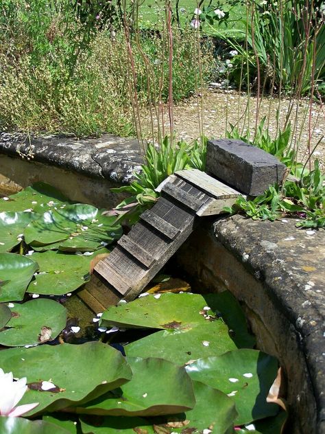 Hedgehog pond ladder Allotment Pond, Hedgehog Garden, Nature Pond, Pond Dipping, Pond Bridge, Allotment Ideas, Pond Covers, Wildlife Pond, Pond Construction