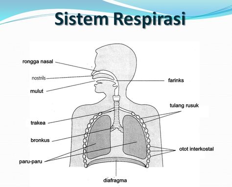 Sistem pernafasan manusia Anatomi Dan Fisiologi, Medicine Notes, Human Organ, Science Resources, Student Activities, Secondary School, Study Notes, Ipa, Biology