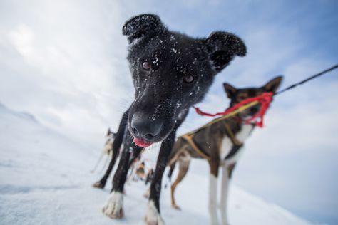 Steer clear of these common dog mushing mistakes that make you look like a rookie and be a pro from the get-go! Dog Sleds, Fennec Fox Pet, Dog Mushing, Paw Wax, Fennec Fox, Dog Information, Paw Pads, Animal Pics, Dog Runs