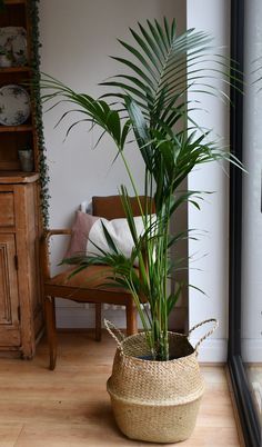 Big Indoor Plants, Organic Plant Food, Tall Indoor Plants, Indoor Palms, Kentia Palm, Easy Care Houseplants, House Plant Pots, Indoor Trees, Palm Plant