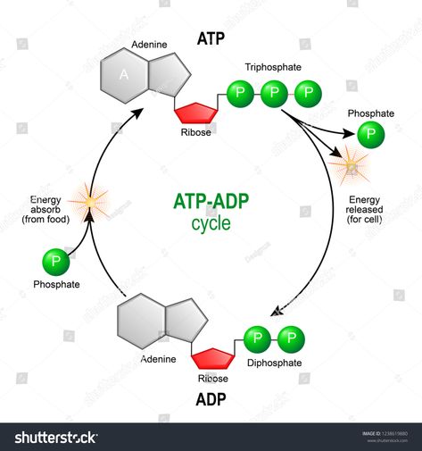 ATP ADP cycle. Adenosine triphosphate (ATP) is a organic chemical that provides energy for cell. intracellular energy transfer. Adenosine diphosphate (ADP) is organic compound for metabolism in cell #Ad , #sponsored, #triphosphate#organic#chemical#Adenosine Atp Adp Cycle, Atp Biology, Study Tricks, Adenosine Triphosphate, Plant Biology, Chemical Structure, Energy Transfer, Easy Drawings For Kids, Diagram Design