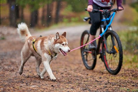 Dog Behaviorist, Stylish Bike, Bicycle Safety, Biking With Dog, Bike Helmets, Dog Exercise, Riding A Bike, Leash Training, Dos And Don'ts