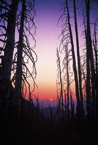 The setting sun barely shining through the smokey haze of a large forest fire which has burnt up much of the forest within the Stein Valley in southwest B.C. Burnt Forest, Canada Landscape, Future Days, Dark Green Aesthetic, The Setting Sun, Hauntingly Beautiful, Scene Design, Setting Sun, Forest Fire