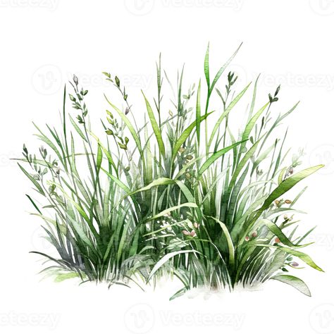 Grass Illustration, Fountain Grass, Watercolor Green, Grass Flower, Watercolor Plants, Plant Painting, Watercolor Trees, Green Watercolor, Botanical Drawings