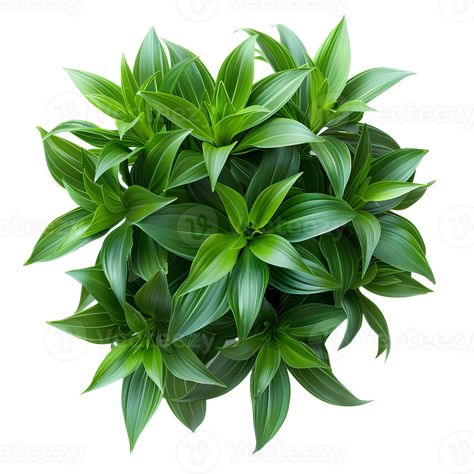 Bush with luscious green leaves isolated. Green leaves from a forest plant isolated. Forest green plant top view Plant Top View, Png Top, Botanical Drawing, Forest Plants, The Bush, Botanical Drawings, Green Plants, Top View, Sofa Design