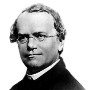 Johann Gregor Mendel | The Silesian scientist and Augustinian friar who is considered to be the father of genetics. Mendel demonstrated that the inheritance of certain traits in pea plants follows particular patterns, now referred to as the laws of Mendelian inheritance. Mendelian Inheritance, Gregor Mendel, Famous Scientist, Ap Biology, Unit Plan, History Of Science, Influential People, Brno, Important People