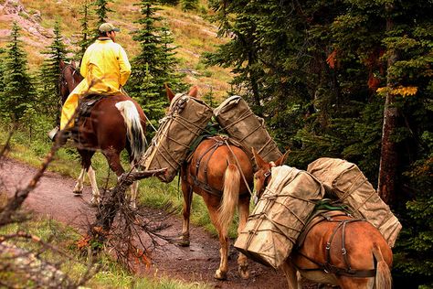 Pack Mule, Mule Riding, Mammoth Jack Draft Mule, Draft Mule, Trail Saddle Western, Mountain Trail Horse Obstacles, Bucking Bulls, Old West Photos, Horse Trail