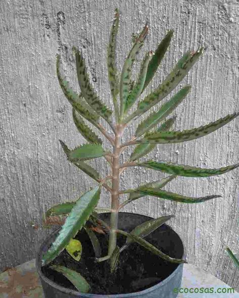 Kalanchoe Blossfeldiana, Green Garden, Feng Shui, Plant Leaves, Plants, Green