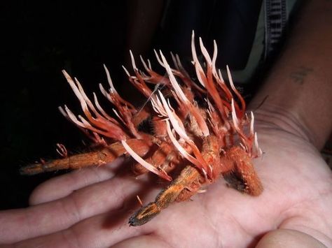 Arachnids Aren't Safe From Cordyceps Fungus Either Real Zombies, Badass Pictures, Mushroom Fungi, Arthropods, Arachnids, Spiders, Sea Creatures, Ants, Mother Nature