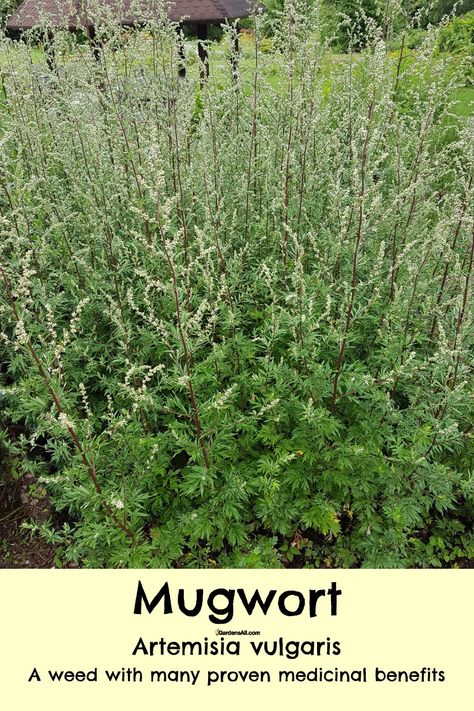 Mugwort Benefits and Proven Medicinal Uses of Mugwort - GardensAll How To Identify Mugwort, Horseweed Uses, Lungwort Benefits, Fleabane Medicinal Uses, Mugwort Uses, Mugwort Benefits, Mugwort Plant, Mountain Medicine, Homemade Alternatives