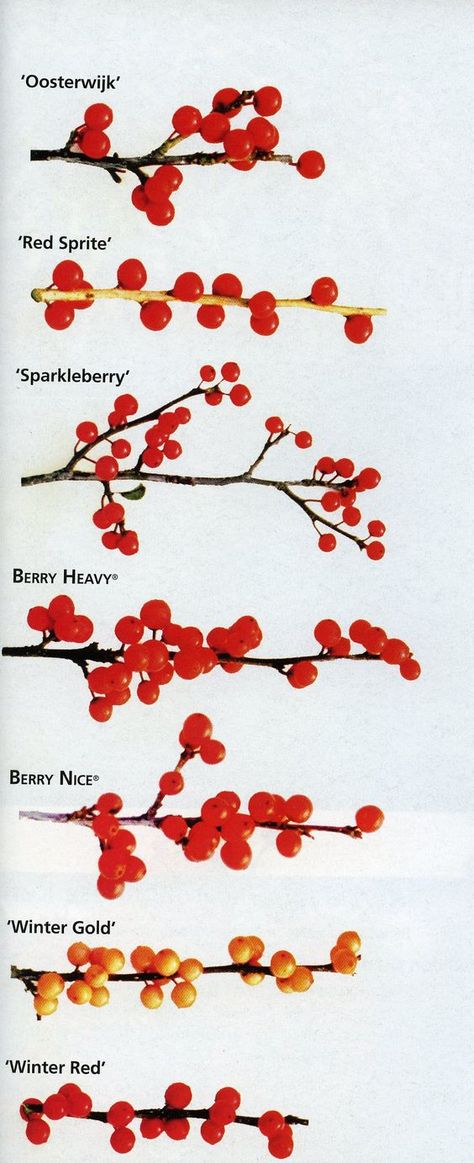 An excellent comparison of the different varieties of winterberry holly, Ilex verticillata: http://emfl.us/NBHd: Winter Urns, Ilex Verticillata, Ornamental Shrubs, Beauty Berry, Winterberry Holly, Christmas Decs, Winter Berry, Planting Design, Landscape Inspiration