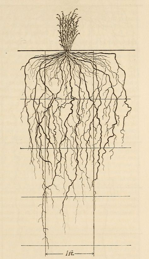 Roots Drawing, Image Nature, Encaustic Art, Scientific Illustration, Plant Roots, Design Reference, Ancient Art, Botanical Illustration, Botanical Art