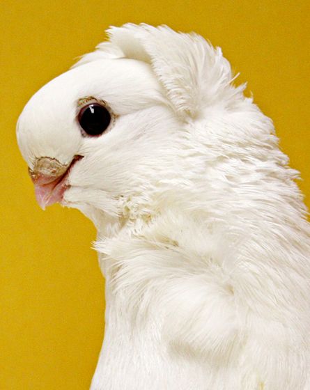 FEATHER FASHION  Pigeons with crests, like the cowl on this Old German owl pigeon, carry a mutation in a single gene that causes feathers on the neck and head to grow in the wrong direction. Owl Pigeon, Fancy Hairdos, Pet Pigeon, Cute Pigeon, Pigeon Pictures, Pigeon Breeds, Dove Pigeon, Bird Watcher, Exotic Birds