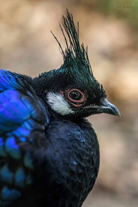 Peacock Pheasant, Palawan, Pheasant, Art Ideas, Art