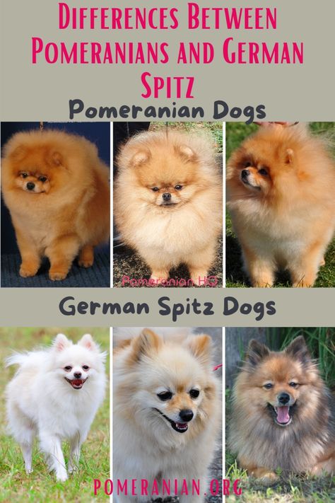 German Spitz vs Pomeranian. Details of the differences between the Pomeranian and other German Spitz dog breeds. Why do some Pomeranians look more like the German Spitz? Toy Dogs Breeds, Pomeranian Haircut Foxes, German Spitz Dog, Spitz Dog Breeds, Pomeranian Facts, Spitz Puppy, Spitz Pomeranian, Pomeranian Breed, Spitz Dog