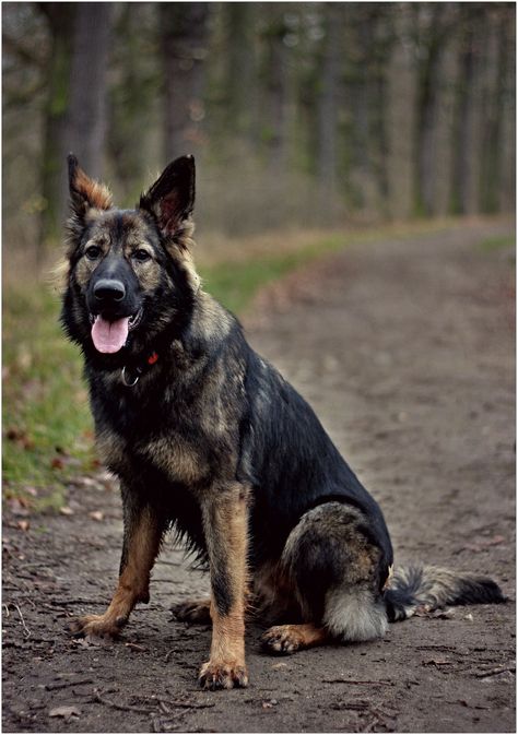 West German Working Line German Shepherd: 8 Point Guide Rottweiler Temperament, German Shepherd Colors, Rottweiler Facts, Types Of German Shepherd, Rottweiler Training, German Dog Breeds, German Pinscher, Rottweiler Lovers, Swiss Mountain Dogs