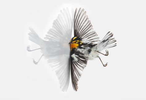 Bird vs. Building: Portraits of Flight Gone Wrong | Audubon Bird Strike, Mirror Drawings, Human Environment, Protest Art, Fine Arts Degree, Flock Of Birds, Environmental Awareness, Art Degree, Macro Lens