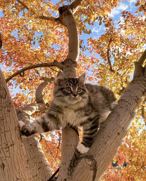 Fall Cat Wallpaper, Cat Fall Wallpaper, Fall Cats Wallpaper, Autumn Cat Wallpaper, Birds In Autumn, Cat Fall Aesthetic, Autumn Cat Aesthetic, Cats In Autumn, Autumn Cats