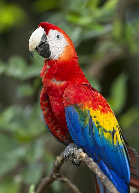 https://flic.kr/p/21FMg7w | white beak Scarlet Macaw, Parrots Art, Macaw Parrot, Colorful Parrots, Most Beautiful Birds, Nature Birds, Bird Pictures, Exotic Birds, Tropical Birds