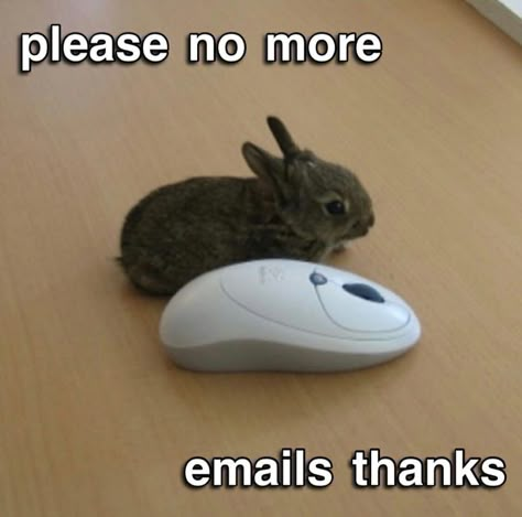 Bunny On Computer, Animals Quotes, Silly Rabbit, Cute Bunny Pictures, Silly Cats Pictures, Bunny Pictures, Funny Bunnies, Silly Animals, Cute Memes