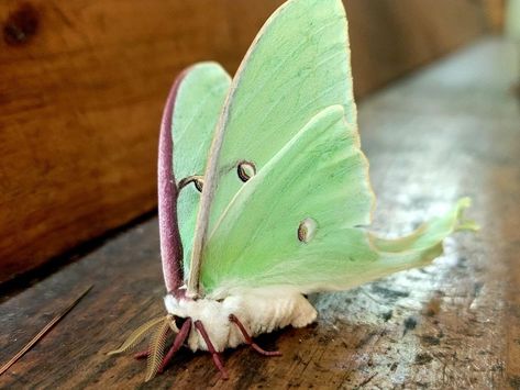 Highlands Aerial Park | Luna moths, scientifically known as Actias luna, are enchanting and ethereal creatures that grace the nocturnal skies of North America.... | Instagram Lunar Moth Art, Luna Moths, Nature Reference, Lunar Moth, Moth Art, Moth Tattoo, Lovely Creatures, Profile View, Luna Moth