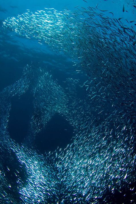 . Creature Marine, School Of Fish, Underwater Life, Water Life, Deep Blue Sea, Beautiful Ocean, Ocean Creatures, Ocean Animals, Underwater Photography