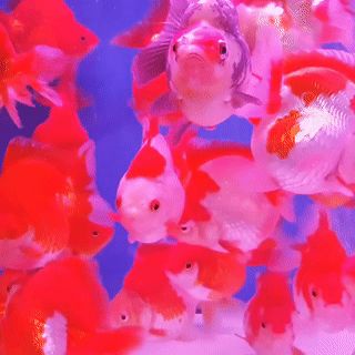 seatrench:  Ryukin Fancy Goldfish  (source) Fish Gif, Fancy Goldfish, Different Fish, Pet Fish, Fishing Decor, Fishing Theme, Moving Image, Aesthetic Gif, Fishing Humor