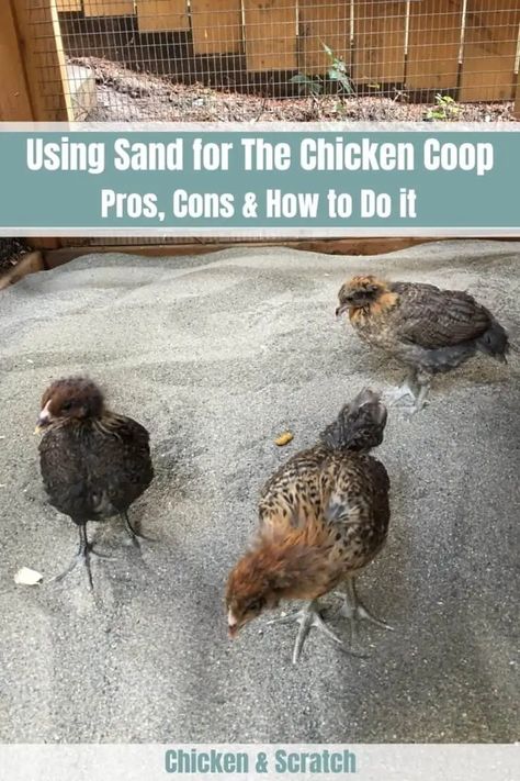 The Complete Guide to Using Sand for The Chicken Coop Chicken Houses Coop Ideas, Easy Cleaning Chicken Coop, How Often To Clean Chicken Coop, Roost Ideas For Chicken Coop, Easy Clean Chicken Roost, Chicken House Interior Ideas, Easy Clean Up Chicken Coop, Sand In The Chicken Coop, Clean Chicken Coop Ideas