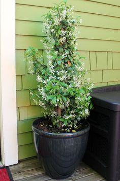 A guide to potted Star Jasmine Potted Jasmine Plant Patio, Star Jasmine Trellis Pot, Growing Jasmine In A Pot, Potted Jasmine Plant, Growing Star Jasmine In Pots, Growing Jasmine Outdoors, Star Jasmine In A Pot, Star Jasmine In Pots, Jasmine Plant Outdoor