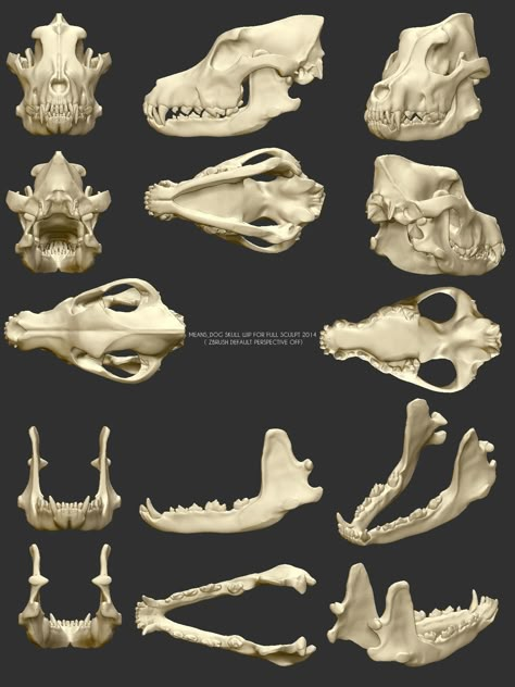 Fox Anatomy, Wolf Poses, Fox Skull, Dog Skull, Skull Anatomy, Skull Reference, Skeleton Anatomy, Wolf Skull, Skeleton Drawings