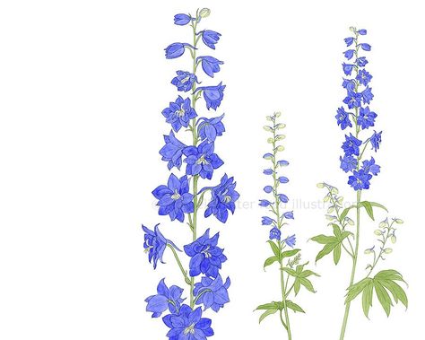 Larkspur Drawing, Delphinium Tattoo, Larkspur Flower Tattoos, July Birth Flower Tattoo, July Birth Month, Foxglove Flower, Larkspur Tattoo, Flower Shoulder Tattoo, Tattoo For Boyfriend