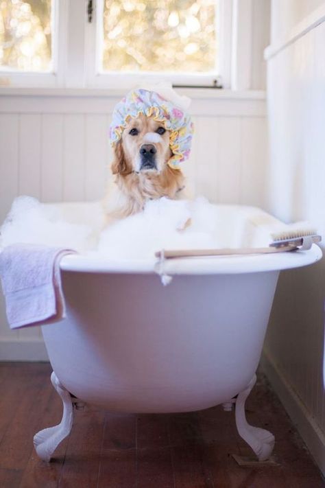 Dog Cottage, Grooming Salons, Best Dog Shampoo, Doggy Daycare, Cute Puppy Pictures, Product Shoot, Cottage Charm, Cottage Life, Dog Bath