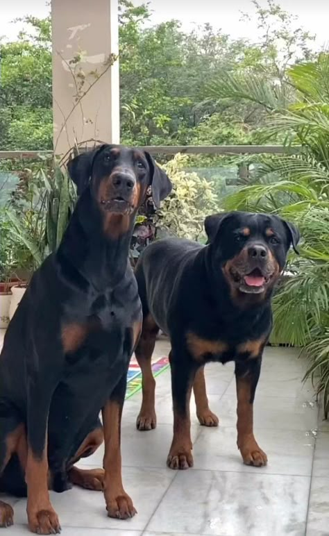 Doberman And Rottweiler, Doberman Mix, Dog Pack, Big Dog Breeds, Cute Doggos, Rottweiler Mix, Black Cheetah Print, Cool Dogs, Me And My Dog