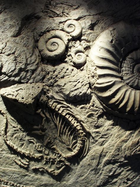 Fossils Aesthetic, Fossil Aesthetic, Paleontologist Aesthetic, Fossil Home Decor, The Lie Tree, Galaxy Aesthetics, Dinosaur Fossil Wallpaper, Types Of Fossils, Aquarium Wall