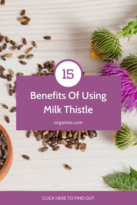 Thistle Uses, Benefits Of Milk Thistle, Thistle Benefits, Cycle Health, Milk Thistle Benefits, Heart Diet, Natural Detox, Milk Thistle, Body Detox