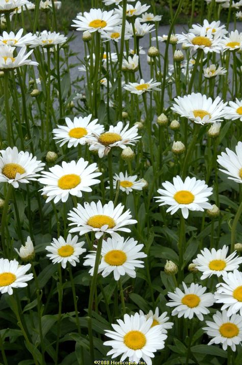 Learn more about Leucanthemum 'Becky' (Shasta Daisy)! Read up on this plant or stop into Sunnyside Gardens in Minneapolis to talk to our experts! Gray Gardens, Shasta Daisy, Shasta Daisies, Sun Garden, Zone 5, Herbaceous Perennials, Attract Butterflies, Flowers Bloom, Plant List