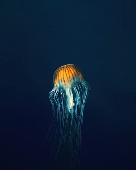 #marinelife on Instagram | Hashtags Pacific Sea Nettle, Metdaan Makeup, Underwater Video, Colorful Jellyfish, Jellyfish Art, Wild Animals Pictures, Deep Sea Creatures, Beautiful Sea Creatures, Surface Water