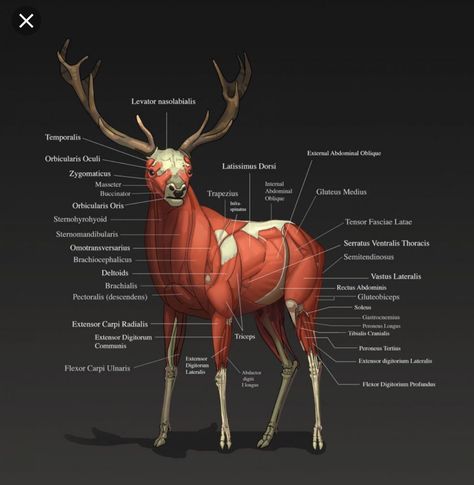 Deer Anatomy, Deer Skeleton, Learn To Draw People, Muscle Diagram, Deer Photography, Body Ideas, Male Figure Drawing, Body Diagram, Cat Anatomy