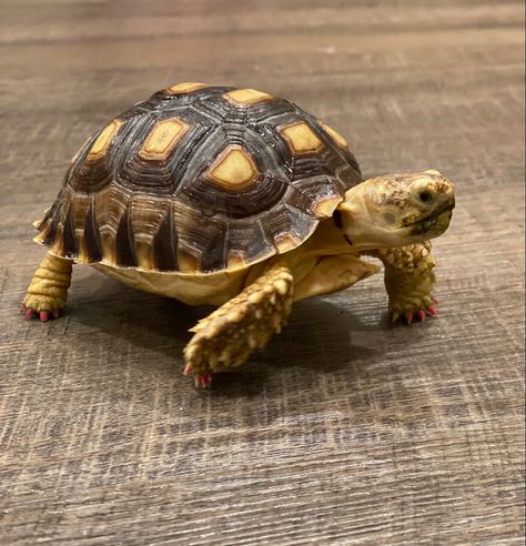 Tortoise Images, Hermes Altar, Tortoise Photography, Turtle Reference, Pokemon Redesign, Turtle Top, Loggerhead Turtle, Baby Tortoise, Superman Artwork