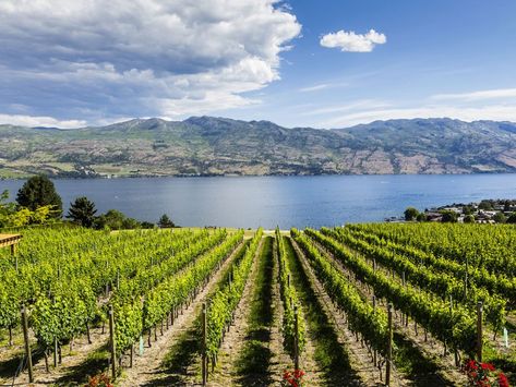 Vineyard at a winery in British Columbia's Thompson Okanagan region Things To Do In Kelowna, Okanagan Valley, Bike Route, Wine Trail, Scenic Routes, Beautiful Places In The World, Stunning View, Most Beautiful Places, Tourist Attraction