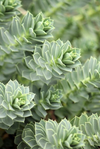 Zone 5 Succulents: Tips On Growing Succulents In Zone 5 -  Zone 5 succulents have to withstand temperatures of -20 to -10 degrees Fahrenheit (-29 to -23 C.). Growing succulents in zone 5 requires carefully choosing the right species with a tolerance of these potential cold temperatures. This article will help. Zone 5 Plants, Euphorbia Plant, Deer Resistant Perennials, Drought Tolerant Perennials, Succulent Landscape Design, Succulent Landscaping, Gardening Zones, Types Of Succulents, Plant Problems