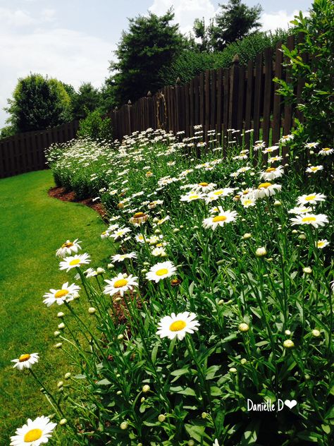 Daisy Garden Daisy Garden Landscaping, Daisy Landscape, Garden Daisies, Border Gardens, Daisy Border, Daisy Garden, Dream Yard, Daisy Painting, Side Garden