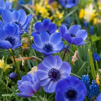 Anemone’s are great value, and incredibly easy to grow. With very little effort, they can reward you with up to 6 months flowering time by stagger planting. Anemone Coronaria, Fall Bulbs, Spring Flowering Bulbs, Wallpaper Flower, Blue Poppy, Attract Butterflies, Hardy Perennials, Low Maintenance Plants, Vibrant Flower