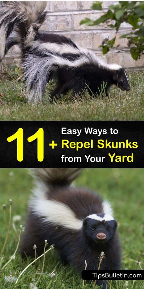 Keep Skunks Out Of Yard, Natural Skunk Repellent, How To Deter Skunks From Yard, Diy Skunk Repellent, How To Keep Skunks Out Of Your Yard, How To Get Rid Of Skunks, Skunk Deterrent Backyards, Skunk Deterrent, Doterra Dogs