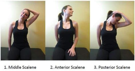 Try these 3 stretches that target your SCALENE muscles in your neck - 361 Clinic Scalene Muscle Stretch, Scalene Muscle, Trigger Point Release, Somatic Healing, Median Nerve, Neck Muscles, Muscle Stretches, Neck Exercises, Stiff Neck