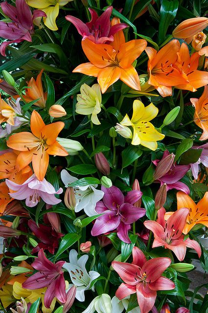 An unbelievable assortment of neon colors in these Asiatic lilies, in a special exhibit at Longwood Gardens. Drought Tolerant Perennials, Nice Life, Zone 9, Asiatic Lilies, Longwood Gardens, Drought Resistant, Garden Shrubs, Drought Tolerant Plants, Arte Floral