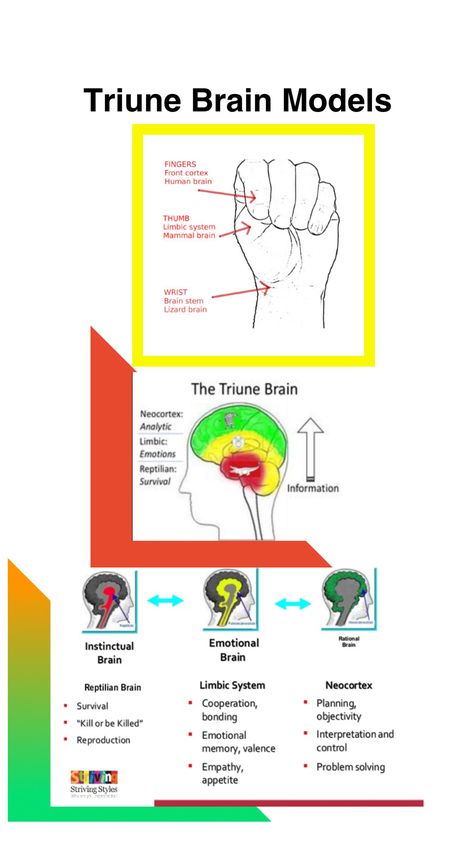 Triune Brain, Brain Mapping Neuroscience, Brain And Heart Coherence, Reptilian Brain, Brain Waves Neuroscience, Rewire Your Brain Neuroplasticity, Brain Models, Limbic System Brain, Limbic System